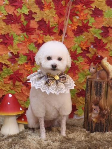 20241103MAPLEちゃん